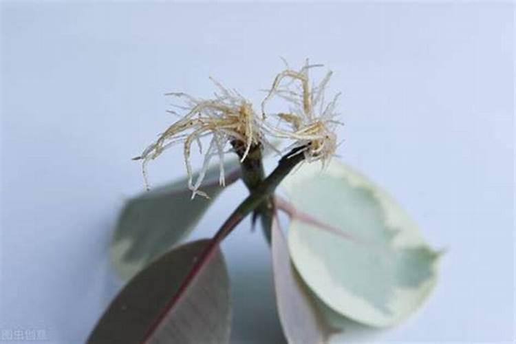 茶水是什么肥