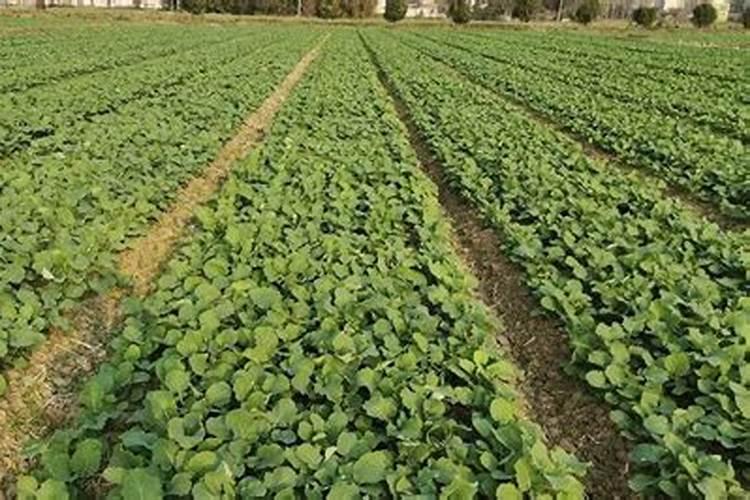 油菜施肥的最佳时期