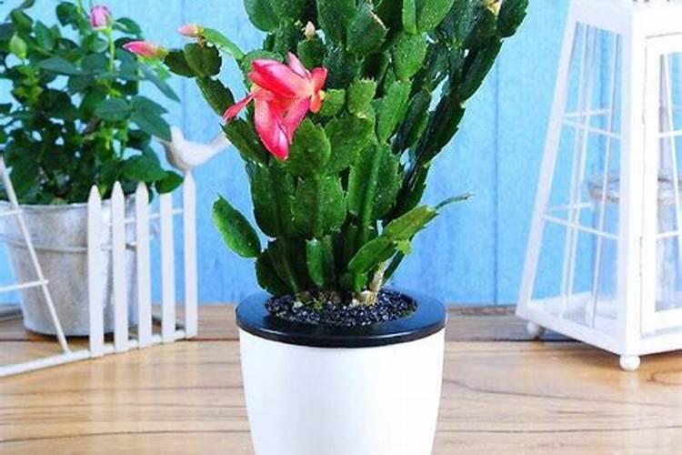 蟹爪兰施什么肥