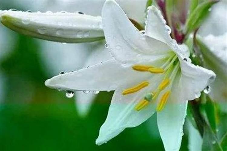 百合好养活吗,该怎么养？