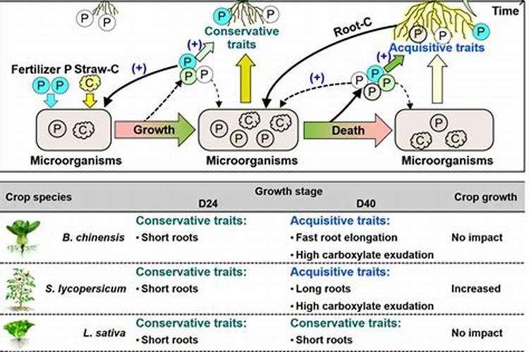甲蜜磺隆能灭构树吗