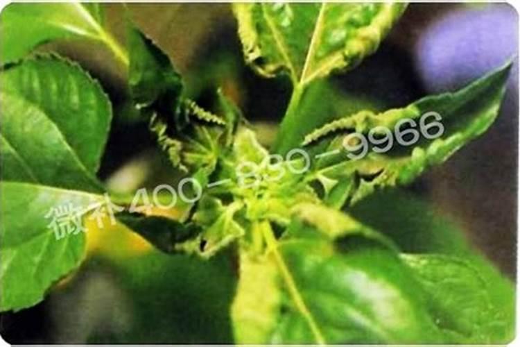 草莓开花期注意什么