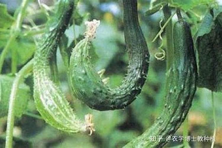 黄瓜尖嘴又弯瓜,怎么回事