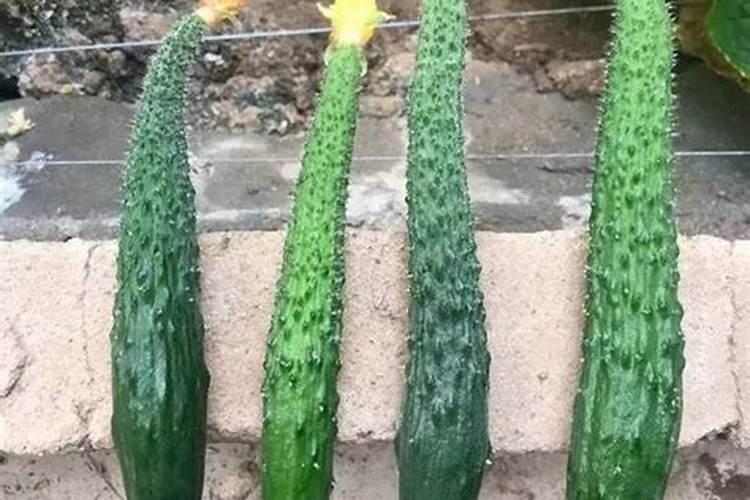 黄瓜为什么好多畸形瓜？？？
