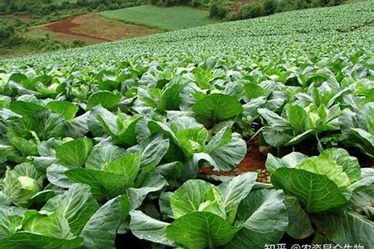 出口蔬菜用什么样的肥料追肥好？