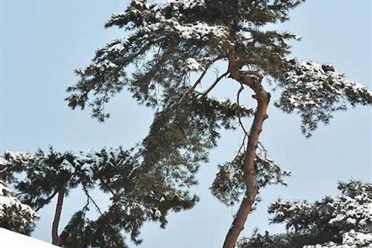 松树叶怎么做肥料？