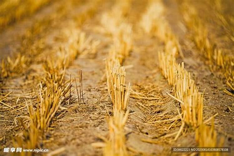 小麦收完种玉米,底肥用什么好？一亩地多少斤？老农教你选底肥