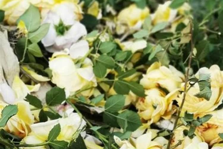 绣球花用什么肥料最好,怎么施肥