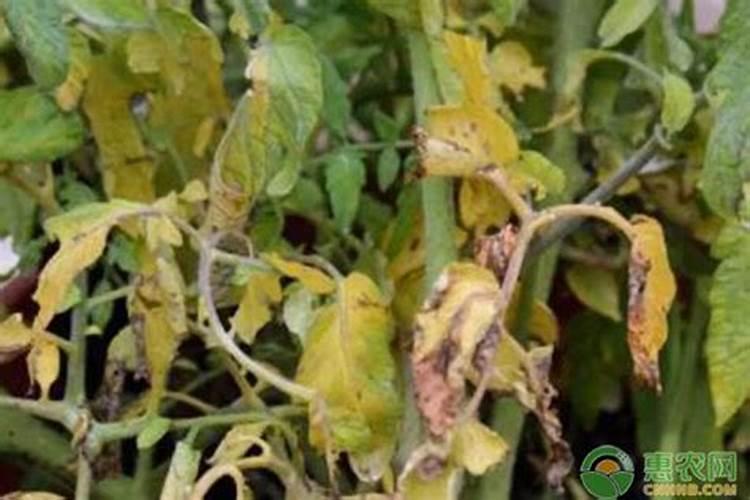 农作物肥料在什么时间最好