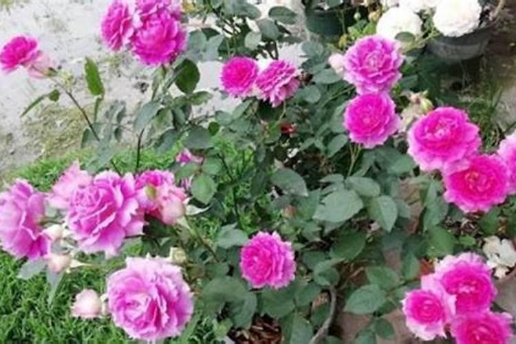 171717掺混肥料批发价是多少