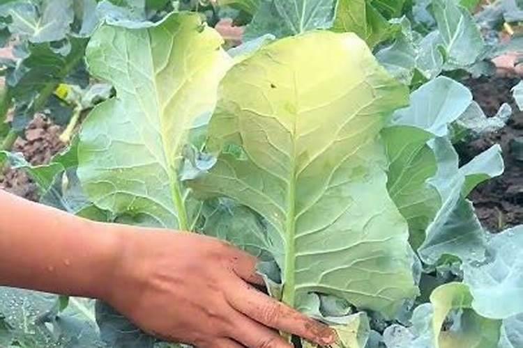 雨天如何给月季施肥？