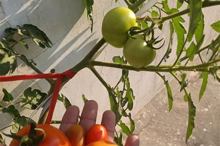 番茄用什么肥料最好