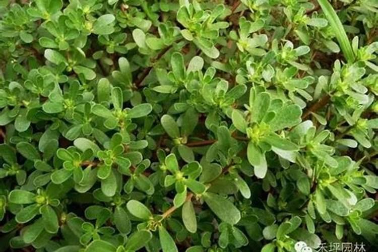 茶花的养护技术