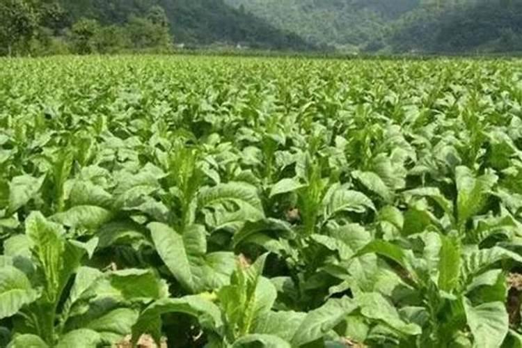 烟草种植需要什么肥料