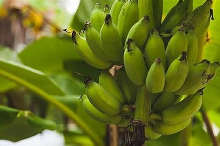 香蕉有什么营养