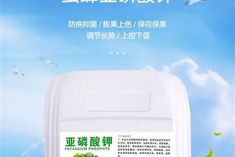 亚磷酸钾在水稻制种上的应用