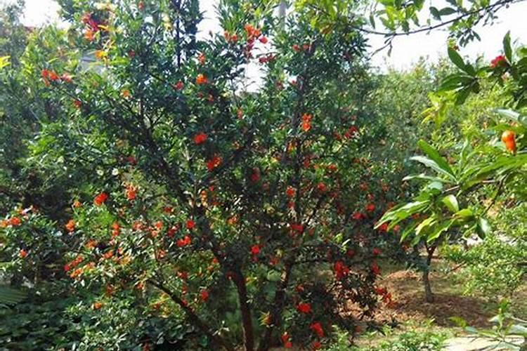 石榴树如何施肥 不同季节石榴树施肥的方法