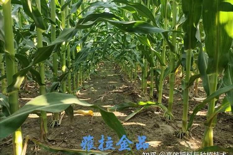 硝碱地玉米不生根怎么办呢？