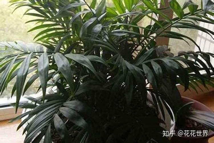 袖珍椰子怎么施肥