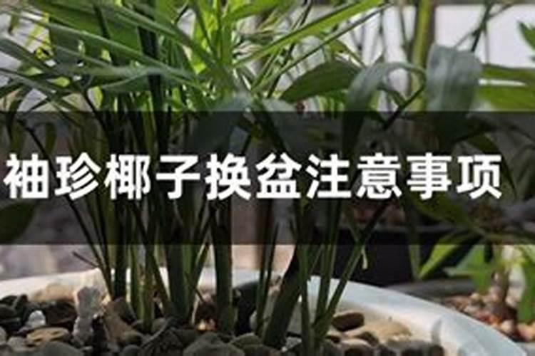 袖珍椰子一棵怎么长出许多棵