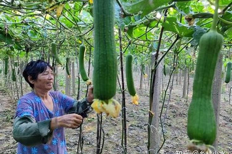 有人说芒果种植在花期防病最好,好在哪？怎么防治？