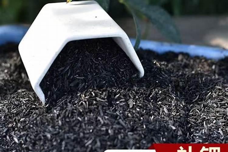 鹰嘴豆上面长毛