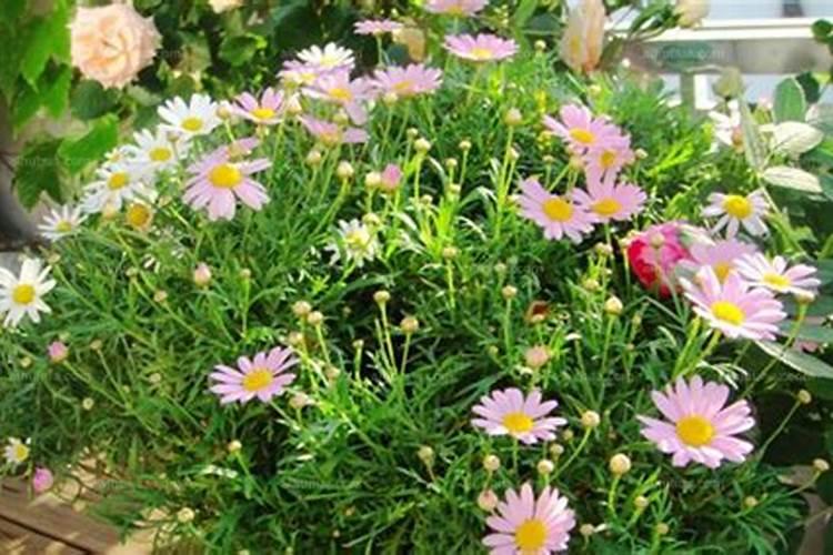 海南哪里有卖耐旱高产的地瓜叶种子