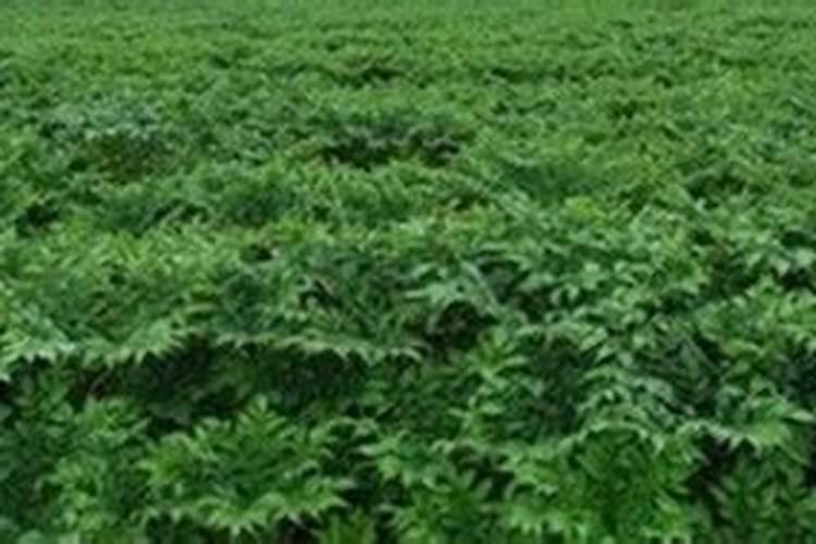 魔芋什么时候追肥合适