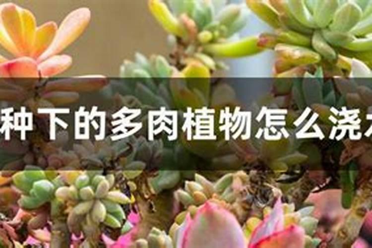 什么样的肥料适用于新移栽的植物？