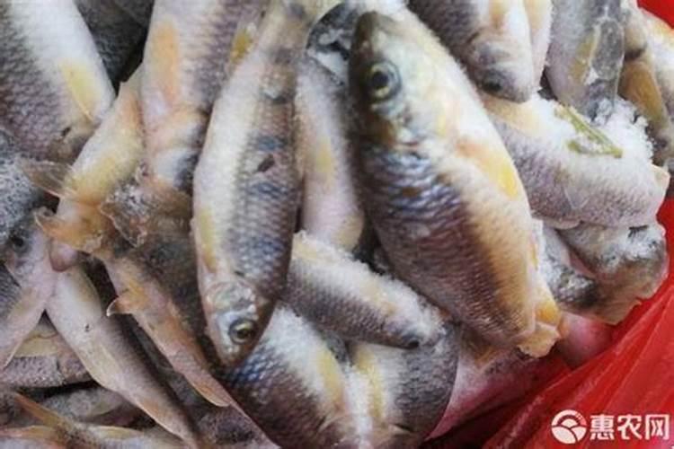 杨梅树用什么肥