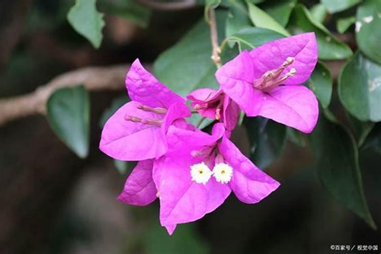 三叶梅不开花怎么办 四个步骤教会你