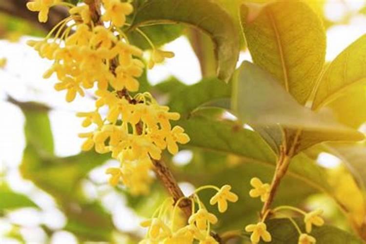 如何给桂花树施肥