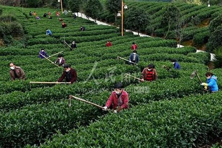 绿茶怎么施肥和种植 绿茶施肥方法和注意事项