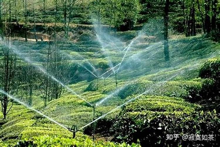 绿茶施肥方法和注意事项 绿茶怎么施肥和种植
