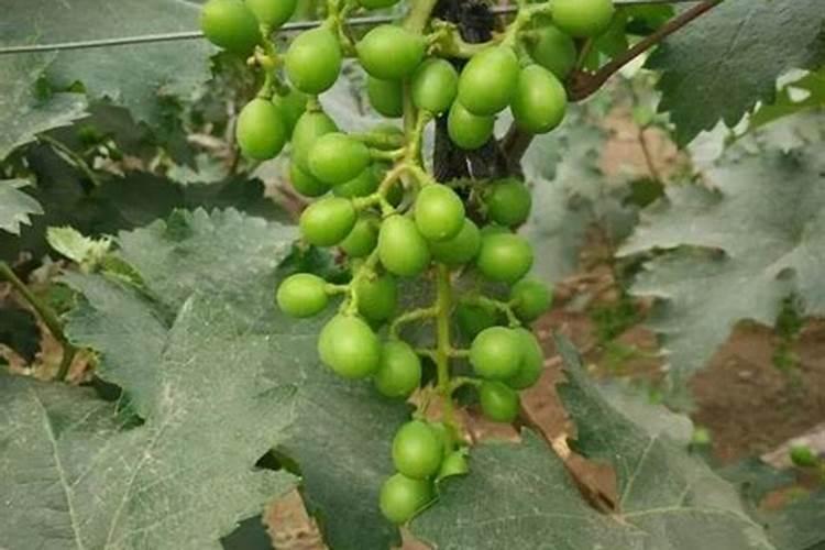 复合肥怎么区分好坏？