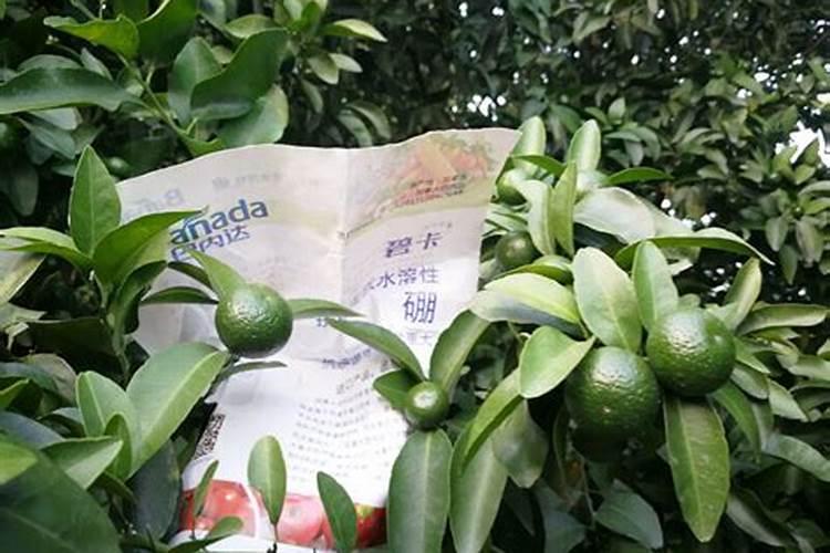 莘县叶面肥:花生应该什么时候喷施叶面肥？喷施什么叶面肥？