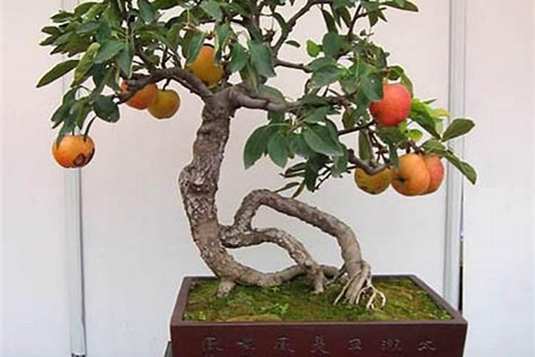家庭养花要买什么肥料最好(自己在家种花适合的花肥)