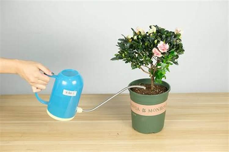 杜鹃花叶面施肥磷酸二氢钾多长时间施一次？