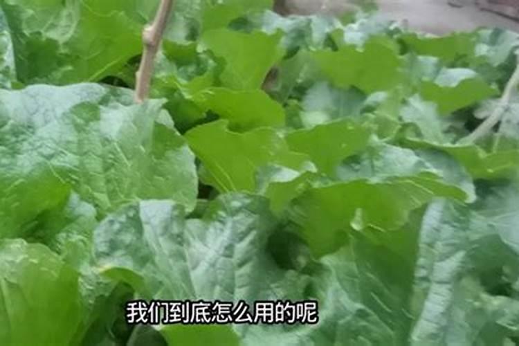 白菜喷什么叶面肥长得快