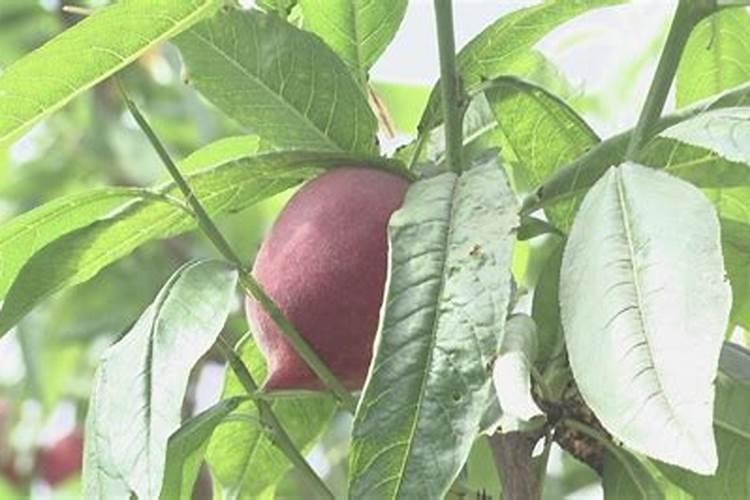 甜瓜坐果期水肥管理