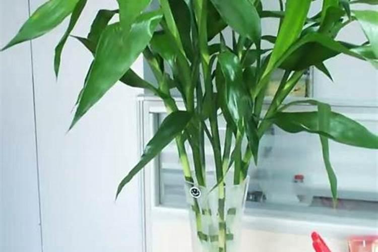 水养富贵竹用什么肥