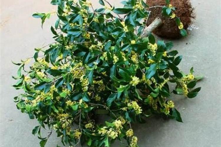 地栽桂花怎么养护