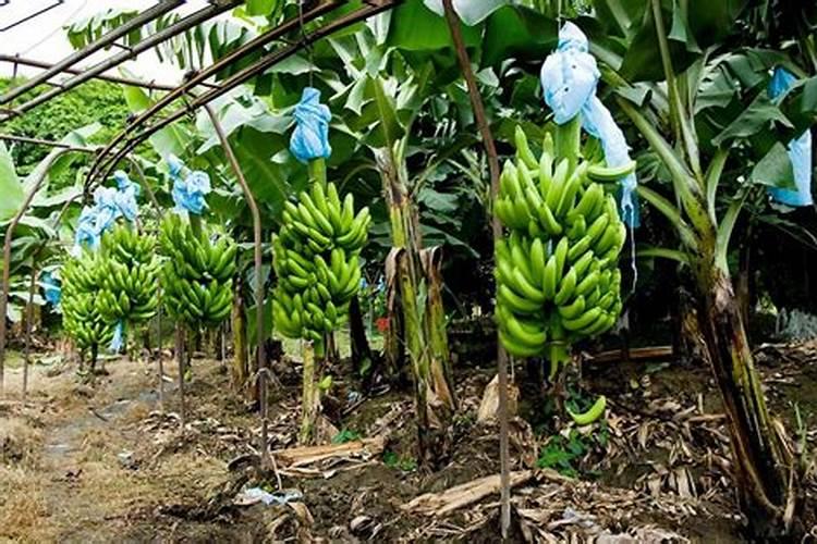 香蕉叶喷钾宝肥料可以吗