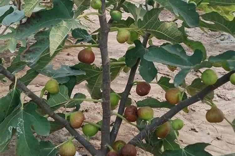 灭蚂蚁用硼酸粉还是硼砂