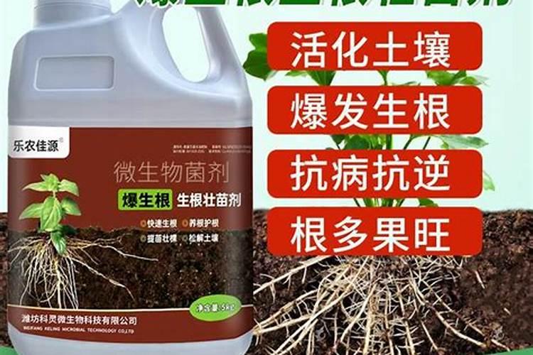 释迦果需要什么生长环境