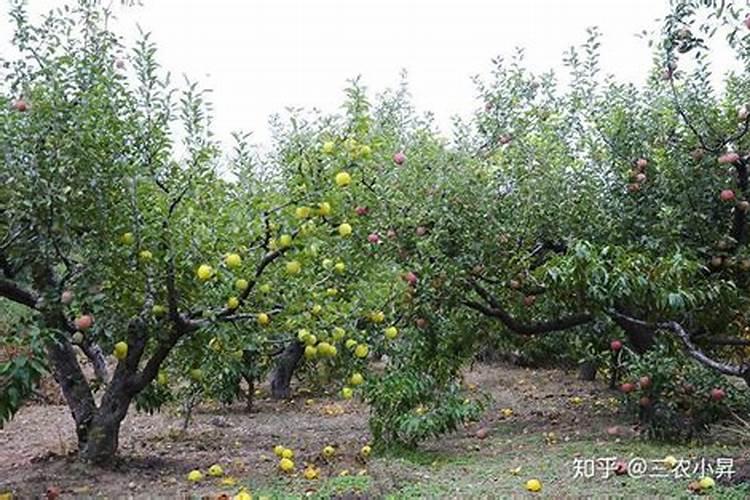 果树中的微量元素,什么时候补更有效？