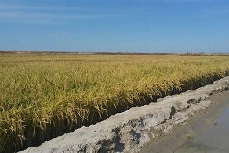 为啥不能多吃无鳞鱼