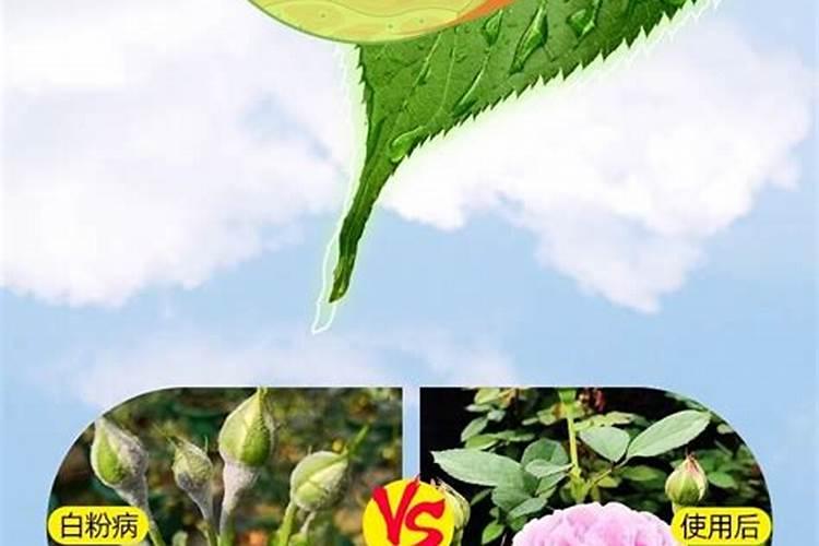 多菌灵可以浇龟背竹吗