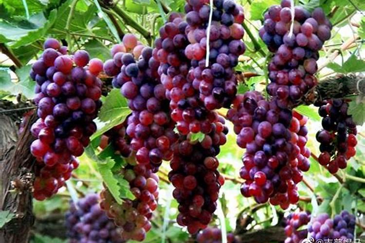 大黑灌冲施肥哪里有卖