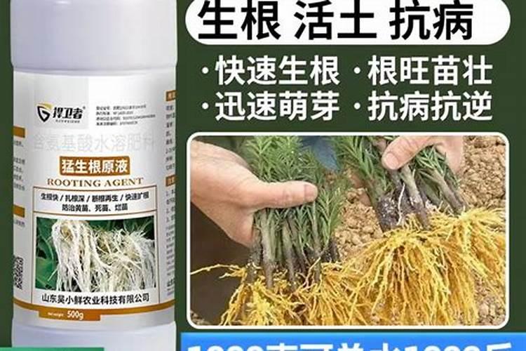 沙糖桔9月份打什么叶面肥膨果